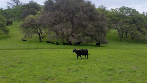 A black cow walks in a green field, with several other cows resting under trees in the background.