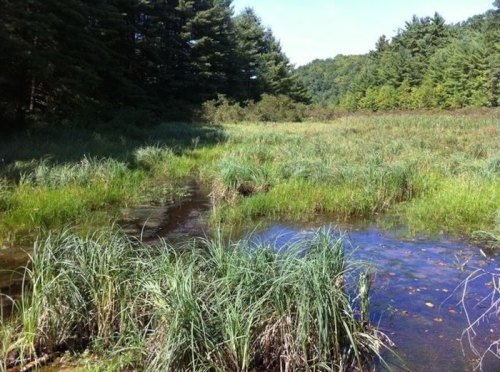 A serene wetland scene with tall grasses, a small stream, and trees in the background under a clear blue sky.