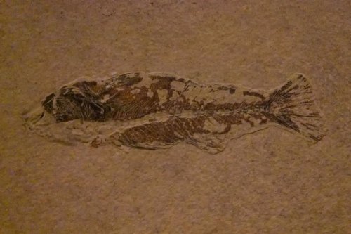 Fossilized fish specimen displayed on a textured surface, showcasing detailed features and patterns.