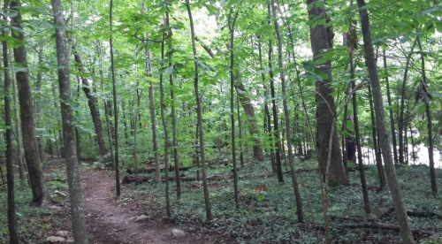 A serene forest scene with tall green trees and a dirt path winding through lush foliage.