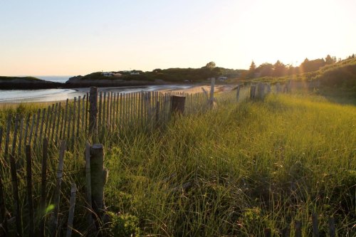 A serene beach scene at sunset, featuring tall grass and a wooden fence along the shore.
