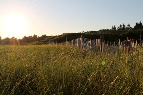 Sunset over a grassy field with wooden fencing and trees in the background, creating a serene natural landscape.