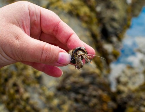 A hand holding a hermit crab, showcasing its shell and claws against a rocky coastal background.
