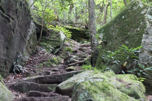 A rocky, moss-covered trail winds through a lush, green forest with trees and large boulders.