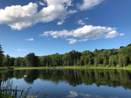 A serene pond surrounded by lush greenery and trees, with a clear blue sky and fluffy clouds reflected in the water.
