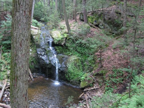 A serene forest scene featuring a small waterfall cascading into a tranquil pool surrounded by lush greenery.