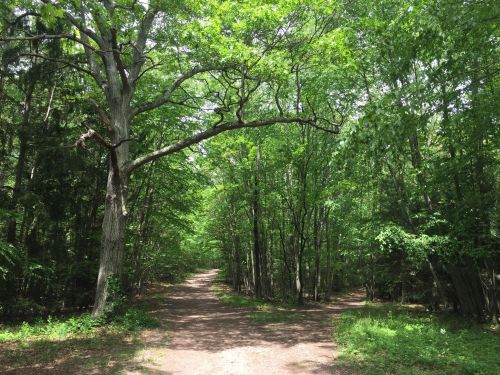 A serene forest scene with a fork in the path, surrounded by lush green trees and dappled sunlight.