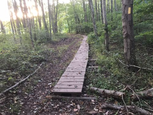 A wooden boardwalk winding through a lush green forest with trees and underbrush on either side.
