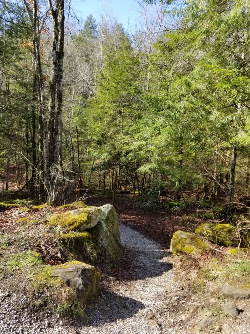A winding gravel path through a lush green forest with trees and moss-covered rocks.