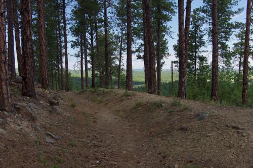 A dirt path winding through a forest of tall pine trees, with a view of rolling hills in the distance.