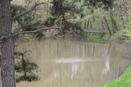 A serene pond surrounded by trees, with a wooden bridge in the background and lush greenery along the shore.