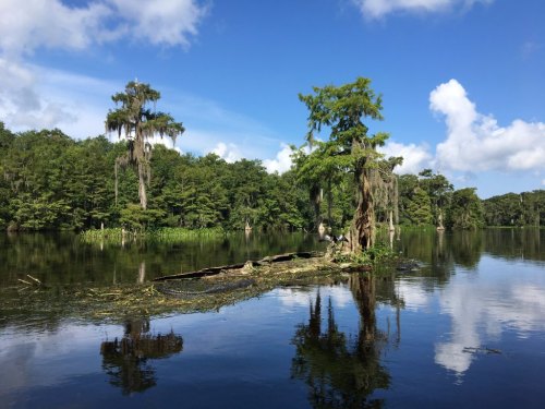 A serene lake scene with cypress trees, lush greenery, and a blue sky with fluffy clouds reflected in the water.