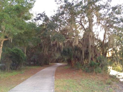 A winding path through a lush, tree-lined area with Spanish moss hanging from branches.