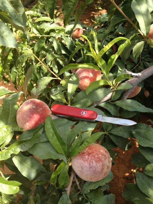 A red Swiss Army knife rests on a peach tree branch with ripe peaches nearby.