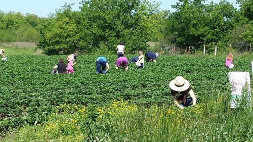 People picking strawberries in a lush green field on a sunny day, surrounded by trees and wildflowers.