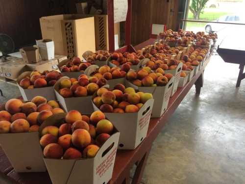 A table filled with numerous boxes of fresh peaches in a rustic indoor setting.