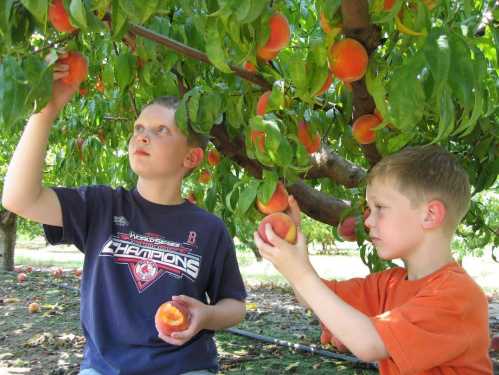 Two children picking peaches from a tree, surrounded by lush green leaves and fallen fruit on the ground.