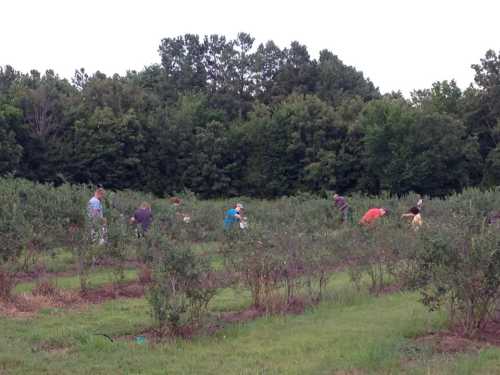 People picking blueberries in a field surrounded by trees and greenery.