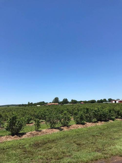 A clear blue sky over a green field with rows of bushes and distant buildings on the horizon.