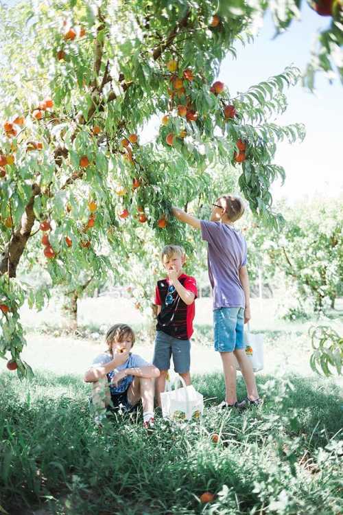 Three children picking peaches from a tree in an orchard, with baskets at their feet and bright sunlight shining.