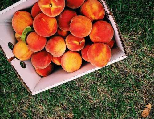 A box filled with ripe, orange peaches resting on green grass.