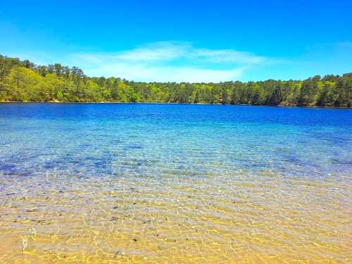 A serene lake with clear blue water and a lush green forest in the background under a bright blue sky.