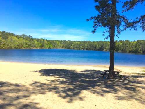 A serene lake surrounded by trees, with a sandy beach and a picnic table in the foreground under a clear blue sky.