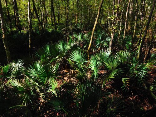 Lush green foliage with fan-shaped leaves in a dense forest, sunlight filtering through the trees.