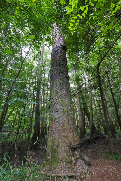 A tall tree with a textured bark stands amidst lush green foliage in a dense forest.