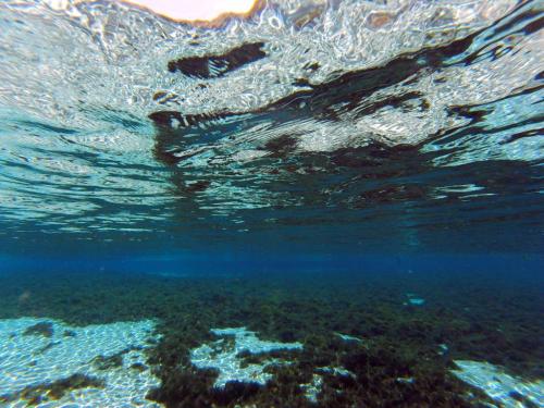 Underwater view showing rippling water surface above a sandy ocean floor with some vegetation.