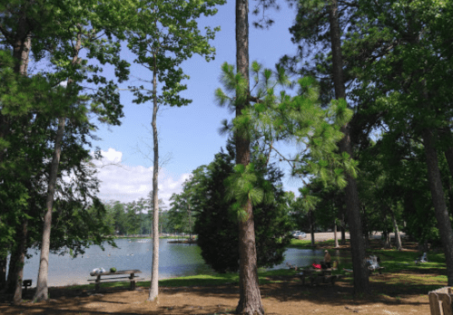 A serene park scene with tall trees, a calm lake, and people enjoying the outdoors on a sunny day.