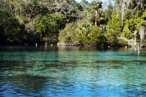 A serene water scene with clear turquoise water surrounded by lush greenery and trees. Red buoys are visible in the water.