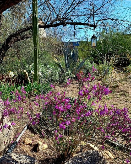 A vibrant garden scene featuring purple flowers, cacti, and a lantern under a clear blue sky.
