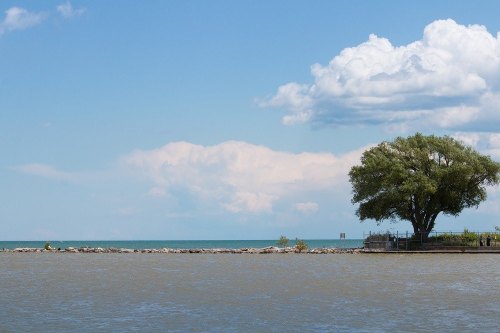 A serene lakeside view featuring calm waters, a large tree, and fluffy clouds in a blue sky.
