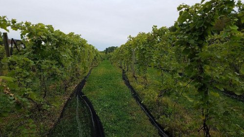 A lush vineyard with rows of grapevines and green grass in between, under a cloudy sky.