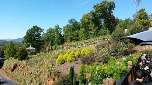 A scenic vineyard with lush greenery, trees, and a clear blue sky, featuring visitors enjoying the landscape.