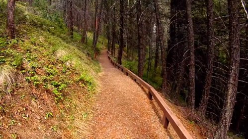 A winding dirt path through a dense forest, bordered by wooden railings and surrounded by greenery.