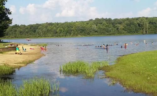 A sunny lakeside scene with people swimming and relaxing on the shore, surrounded by green trees and grass.