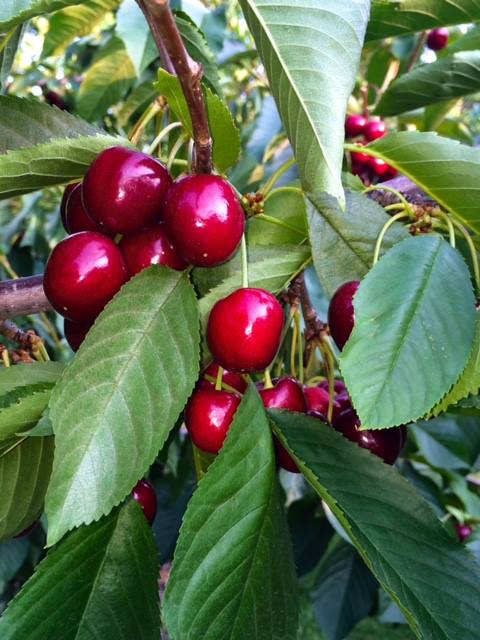 A close-up of ripe red cherries hanging from green leaves on a cherry tree.