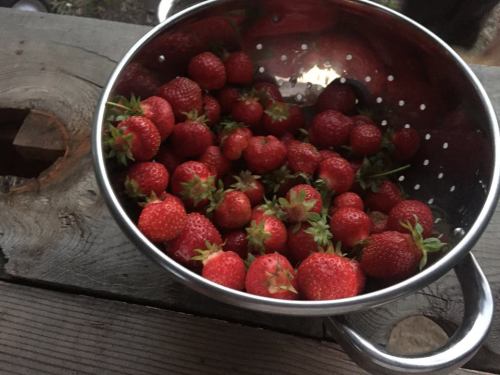 A stainless steel colander filled with fresh, ripe strawberries resting on a wooden surface.