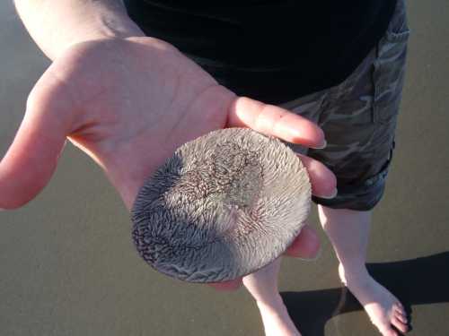 A person holds a large, flat shell in their hand, standing on a sandy beach.