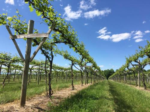 A sunny vineyard with rows of grapevines under a blue sky and fluffy clouds, surrounded by green grass.
