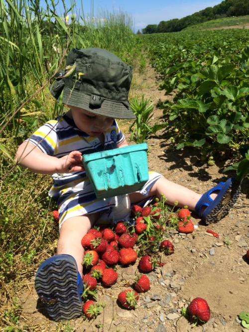 A young child in a hat sits in a strawberry field, surrounded by fresh strawberries and holding a small container.