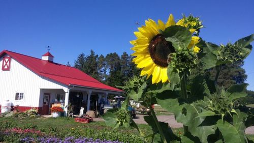 A bright sunflower in the foreground with a red-roofed barn and colorful flowers in the background under a clear blue sky.