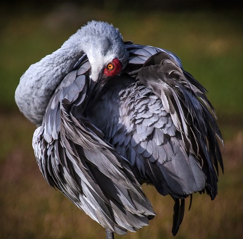 A close-up of a gray crane preening its feathers, showcasing its striking red eye and intricate plumage.