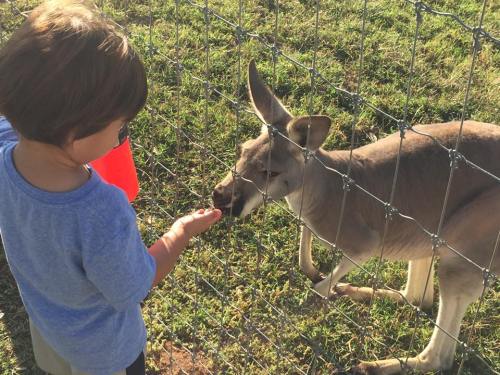 A child feeding a kangaroo through a fence in a grassy area on a sunny day.