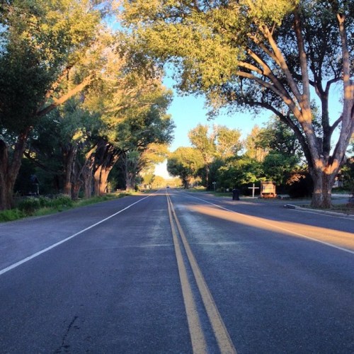 A quiet, tree-lined road with sunlight filtering through the leaves, creating a serene atmosphere.