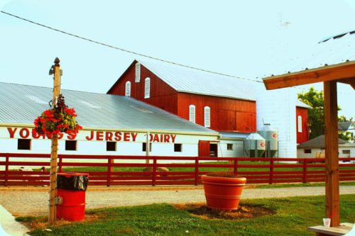A red barn with "Young's Jersey Dairy" sign, surrounded by green grass and a wooden fence, under a clear sky.