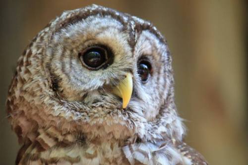 Close-up of a brown and white owl with large, expressive eyes and a yellow beak, set against a blurred background.