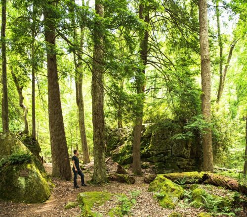 A person stands among tall trees and rocks in a lush, green forest, surrounded by vibrant foliage.